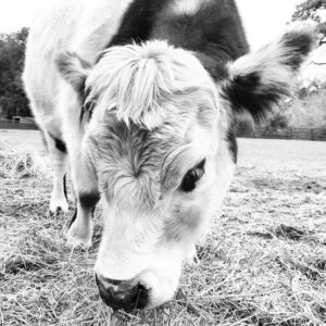 Sweet, fluffy looking face of a spotted cow in black and white print on canvas