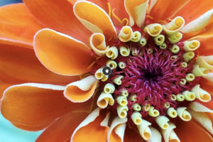 image of a orange zinnia flower