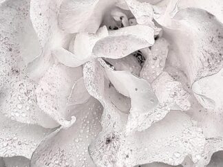 White flower petals